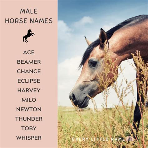 350+ Best Horse Names - Every Little Name