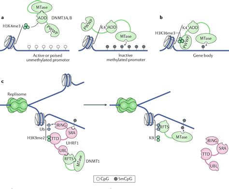 Figure 1 from The diverse roles of DNA methylation in mammalian development and disease ...