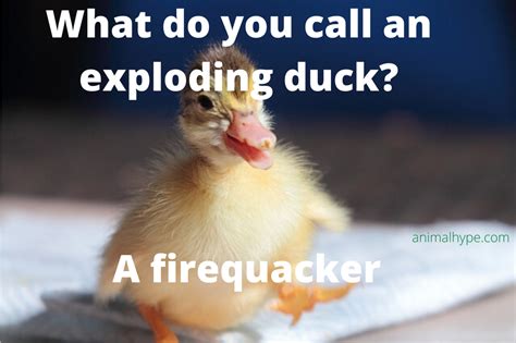 32 Funny Duck Puns That Will Quack You Up - Animal Hype