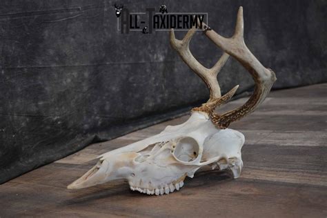 Whitetail Deer European Skull for Sale SKU 1313 | All Taxidermy