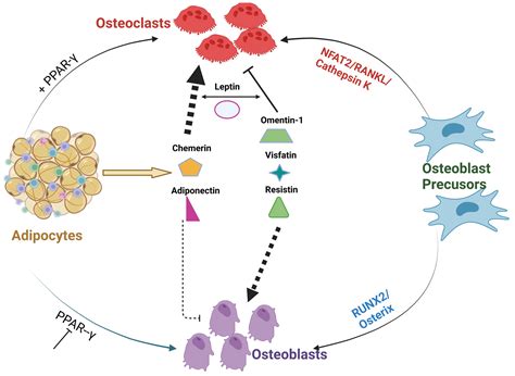 Biomedicines | Free Full-Text | Novel Adipokines and Their Role in Bone Metabolism: A Narrative ...