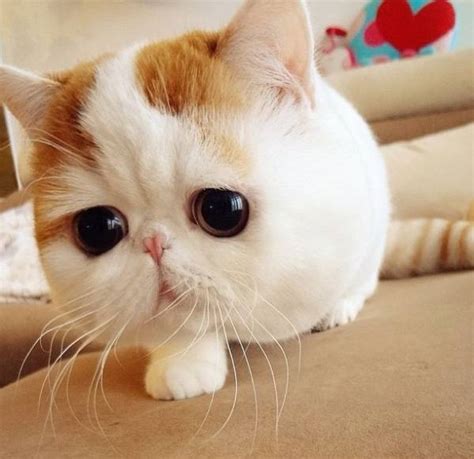 Meet The Cutest Cat Ever: Snoopy The Cat