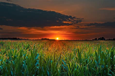 HD wallpaper: Crop Field and Sunset, clouds, corn, corn field, cropland, dawn | Wallpaper Flare