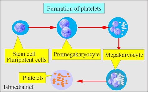 Platelets - Part 2 - Platelets Count (Thrombocyte count) - Labpedia.net