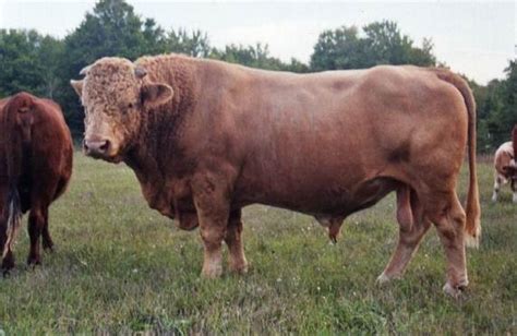 Beefalo are a fertile hybrid offspring of domestic cattle, Bos taurus, Hybrid..