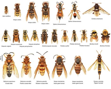 Types of Wasps In Texas - Texas Capital Forum & Coalition