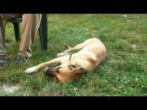 Dog Diseases: Prevention & Treatment : How to Determine if a Dog Has an Ear Hematoma - YouTube