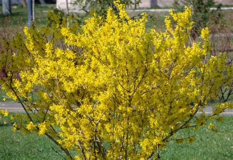 14 Pretty Yellow Shrubs that Make You Smile