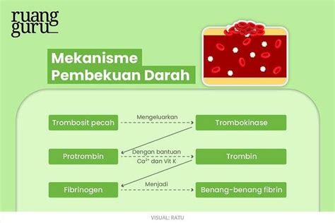 Detail Gambar Manusia Animasi Full Gambar Plasma Darah Koleksi Nomer 16