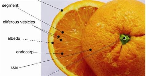 Definition Of Hesperidium Fruit | Fruits Name