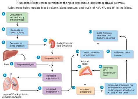 Learn the renin angiotensin aldosterone pathway! It's easy!. | Humor | Pinterest | Humor, Nurse ...