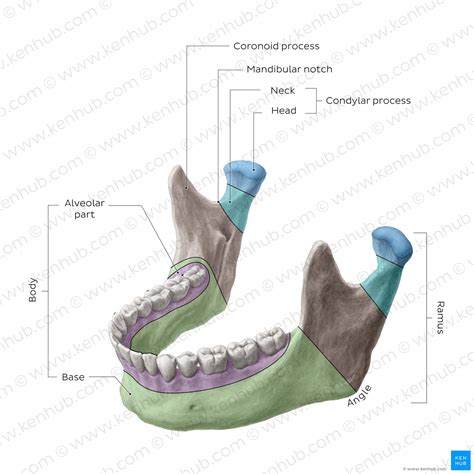 The Mandible: Anatomy, Structure, Function | Kenhub