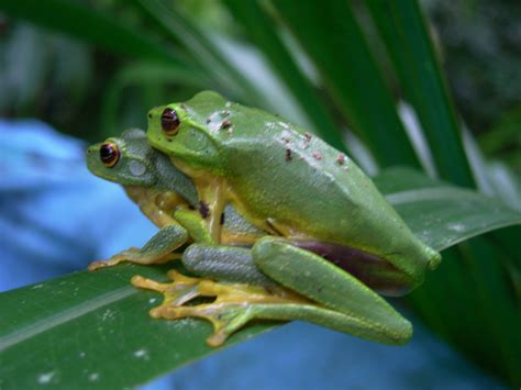 Graceful Tree Frogs – Kuranda Region