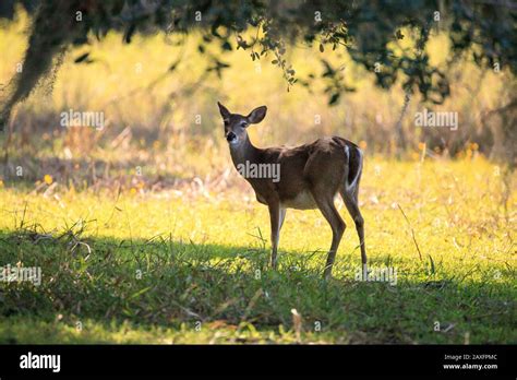 White-tailed deer Odocoileus virginianus forages for clover in the wetland and marsh at the ...
