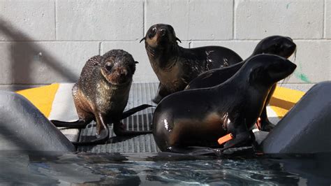 PHOTOS: Northern fur seal pup seal found in bushes at business park in Hayward - ABC7 San Francisco