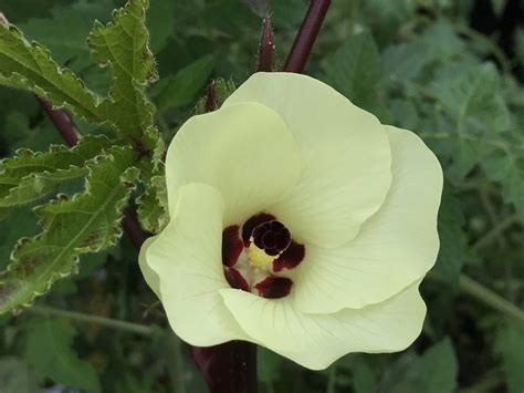 It may not have produced any okra this year, but my red okra plant has ...