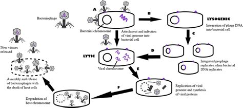 Mechanism of action of bacteriophage therapy: After bacteriophage... | Download Scientific Diagram