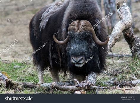 Musk Ox Ovibos Moschatus Natural Habitat Stock Photo 597347375 | Shutterstock