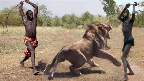 Amazing Wild Animals Hunt - Wild Animal Fights Caught On Camera | Lion ...