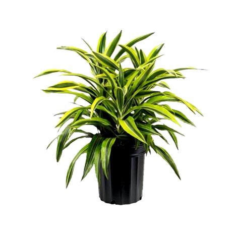 Buy Dracaena Victoria Plant online India at plantsguru.com