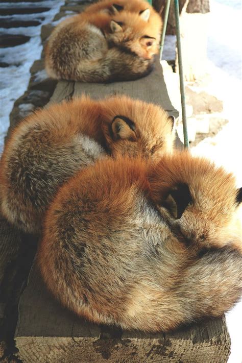 Fox Village in Japan - Fluffiest Place on Earth