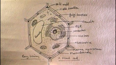 How TO Draw plant cell very easy/draw a plant cell/draw plant sell class 9 - YouTube