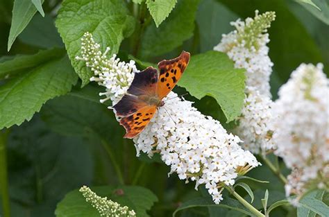 Attracting Butterflies: ID Cheat Sheet - Birds and Blooms