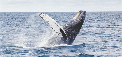 Warrnambool Accommodation - Whales, Penguins & Great Ocean Road...