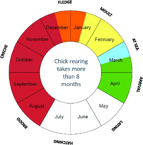 Emperor penguin breeding cycle. Adapted from Wienecke et al., 2013 ...