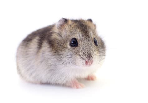 Gerbils vs. Hamsters as Pets: How to Choose | Small Pet Select