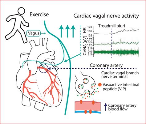 Cardiac Vagal Nerve Activity Increases During Exercise to Enhance Coronary Blood Flow ...