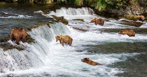 The Presurfer: The Salmon Fishing Bears Of Brooks Falls