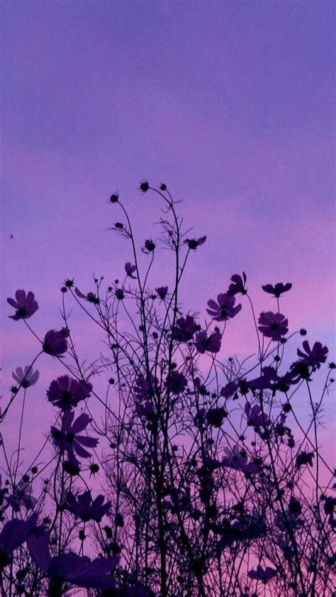 Purple Aesthetic - Purple Photo (43357434) - Fanpop | Purple aesthetic ...