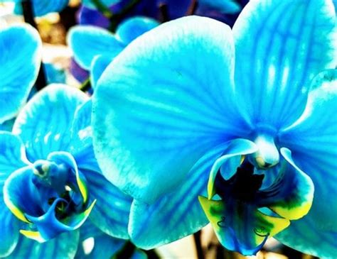 Blue Orchids - Are they Real or Dyed? - Garden Fundamentals