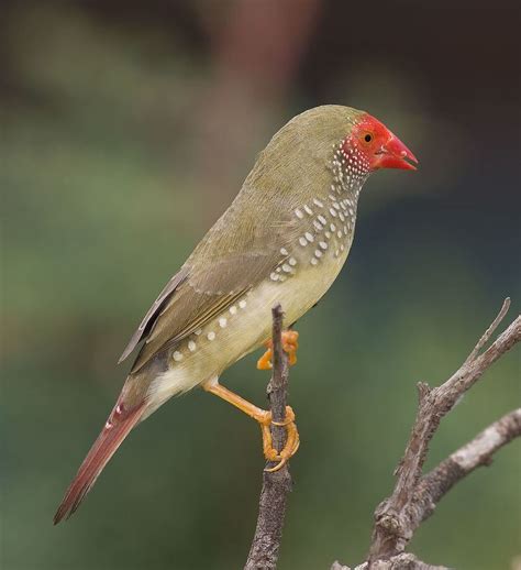 Ord Irrigation Area Important Bird Area - Alchetron, the free social encyclopedia