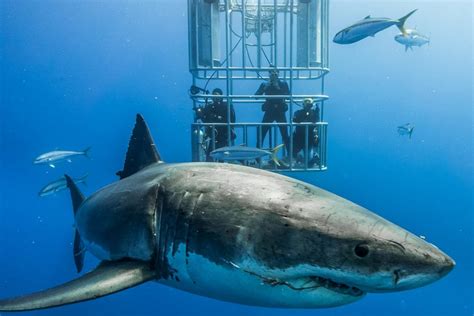 10 great white shark facts - Nautilus Liveaboards