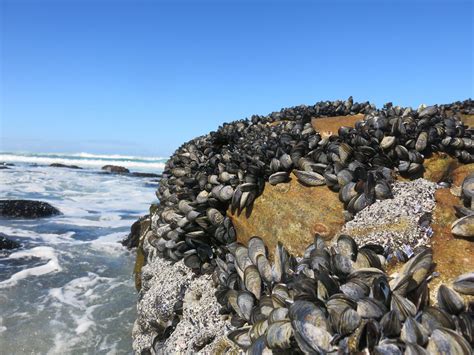 Gastropods - Snails, Sea Slugs, Sea Hares, Nudibranchs