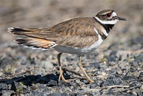 Killdeer Bird - Profile | Facts | Sound | Call | Traits | Egg | Flying ...