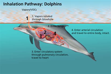 National Aquarium Dolphins Take a Deep Breath on Camera for Oil Spill Science | NOAA's Office of ...