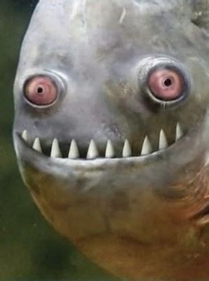 Create meme "evil fish meme, srata fish, piranha smiles" - Pictures ...