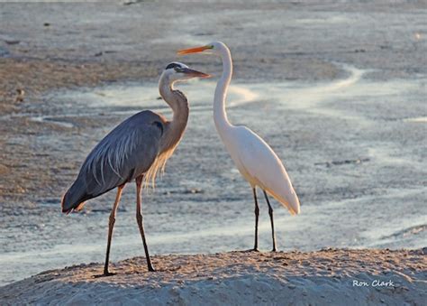 A White Egret and Great Blue Heron on a sandbar | Villages-News.com