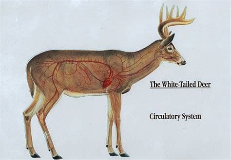 Anatomy of a Whitetail Deer