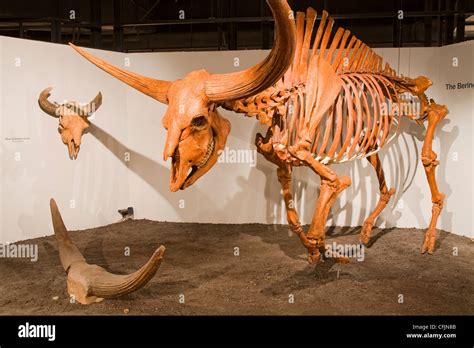 Giant bison skeleton in the Museum of Natural History and Science Stock ...