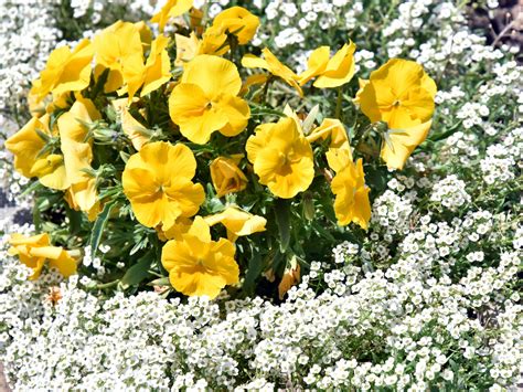 Yellow Pansies White Ground Cover Free Stock Photo - Public Domain Pictures