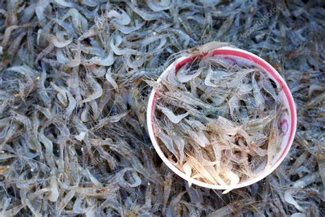 Fresh small shrimp in the market — Stock Photo © oilslo #58234705