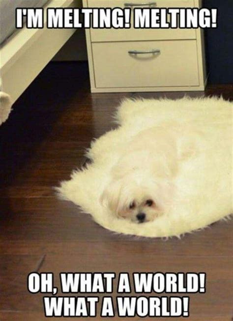 Melting | Funny animal photos, Funny animal jokes, Funny dog memes