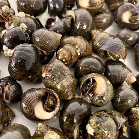 Periwinkles | Eat More Fish | Nationwide Delivery