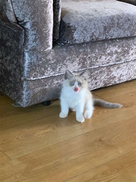 Mink Ragdoll kittens 1 male left reduced | in Preston, Lancashire | Gumtree