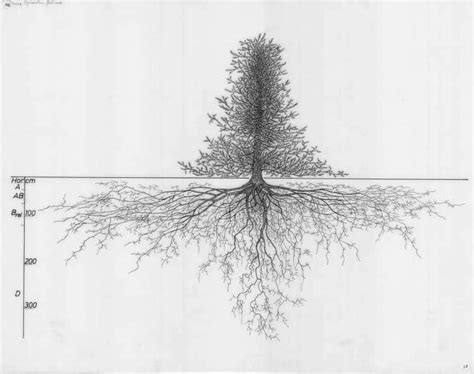 Amazing Plant Drawings Explore the Unseen Beauty of Tree Root Systems