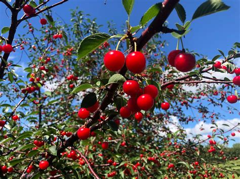 Tart cherry picking is underway in Door County | WLUK